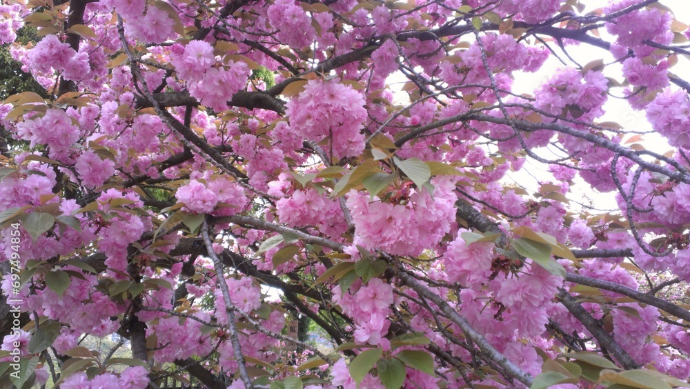 八重桜3 八重桜3
