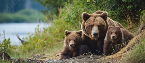 Brown bears, residing in North America, are found in the Kodiak Archipelago. Grizzly bears, also known as Kodiak bears or Ursus arctos horribilis, are cubs with claws and are hibernators. They are photo