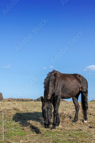 Dark brown young horse is eating grass in farm