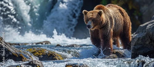 Alaskan brown bears love fishing at small waterfalls to catch salmon swimming upstream. photo
