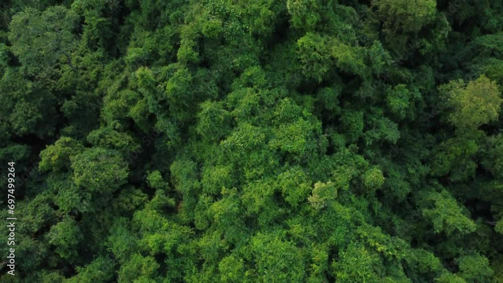 Drone moving forward bird's eye view of Indonesian tropical forest.