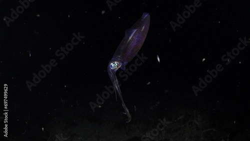 Bigfin Reef Squid - Sepioteuthis lessoniana swimming in the nigth. 4K slow motion underwater video. Night diving in Tulamben, Bali, Indonesia. photo