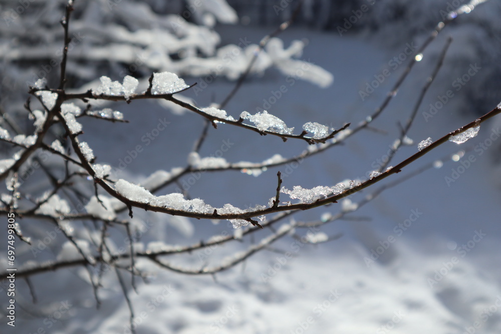 Close-up of a tree branch with snow and ice on a frosty winter day. Beautiful natural background, pattern of nature and cold season. Close-up of a tree branch with snow and ice on a frosty winter day. Beautiful natural background, pattern of nature and cold season.