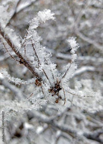 Close-up of a tree branch with snow and ice on a frosty winter day. Beautiful natural background, pattern of nature and cold season.