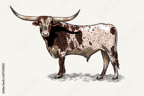 Texas longhorn vector illustration with color photo