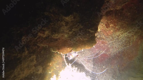 night diving close up view to a banded coral shrimp crawling inside of gap of coral reef wall in low visibility sandy bottom with rocks coral fishes dirt mud in Avana passage