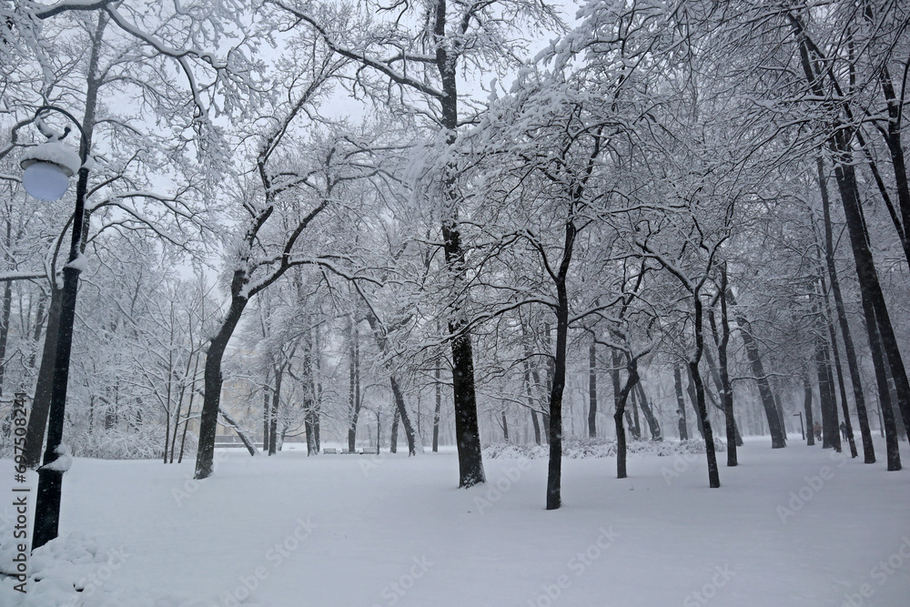 Park is covered with snow on a cloudy and frosty winter day. Beautiful natural background, natural pattern for the cold season.
