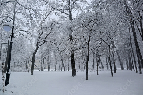 Park is covered with snow on a cloudy and frosty winter day. Beautiful natural background, natural pattern for the cold season.