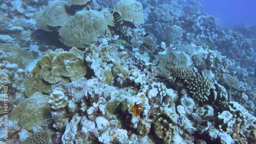 aerial look down view from top to various coral reefs of Pontes lobata Favites palifera Acropora porifera with fishes and sandy floor in blue turquoise underwater world view in pacific Edna's Anchor photo