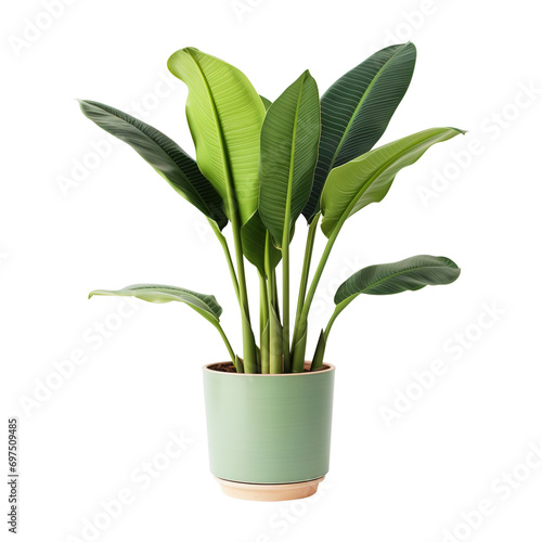 Potted banana plant isolated on transparent background Remove png, Clipping Path, pen tool