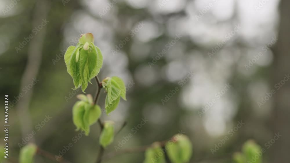 Slow motion first spring leaves on a tree Slow motion first spring leaves on a tree