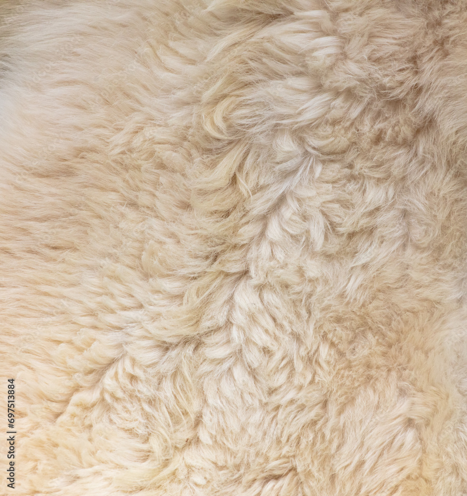 White sheep wool as an abstract background. Texture White sheep wool as an abstract background. Texture