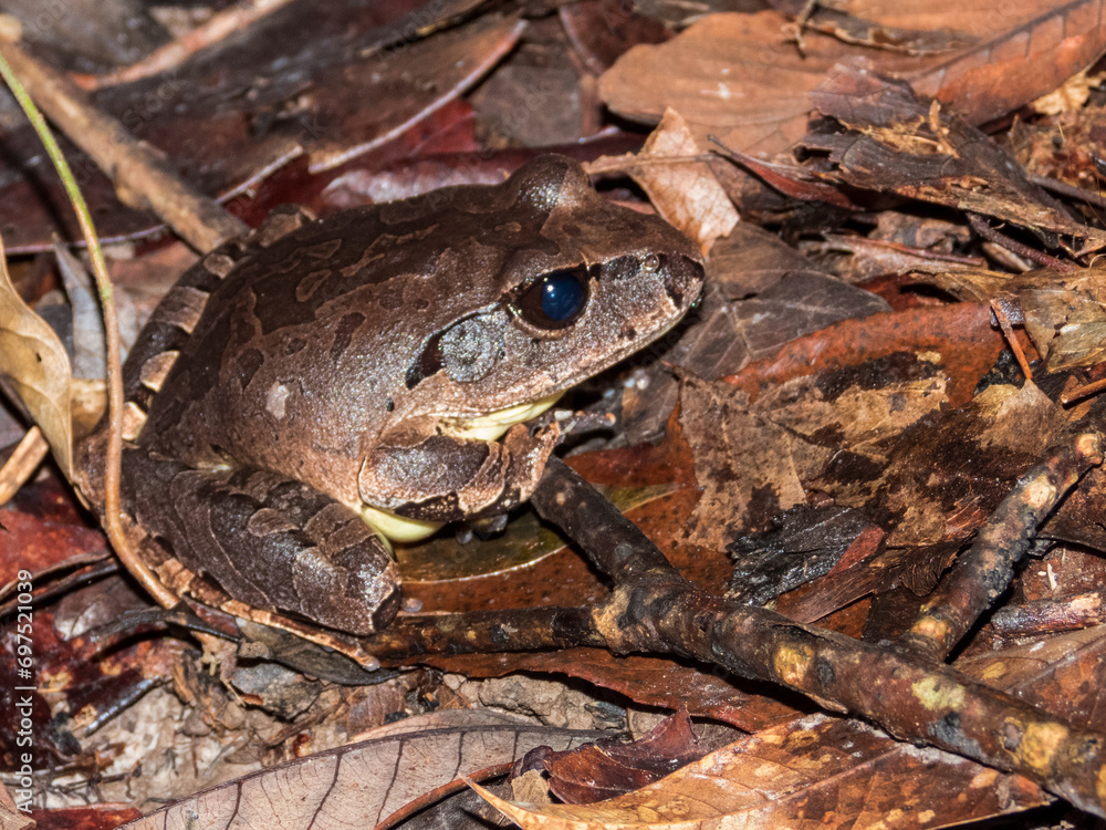 Northern Barred Frog in Queensland Australia Northern Barred Frog in Queensland Australia