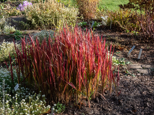 A Japanese bloodgrass cultivar (Imperata cylindrica) Red Baron with red and green leaves grown as an ornamental plant in the garden