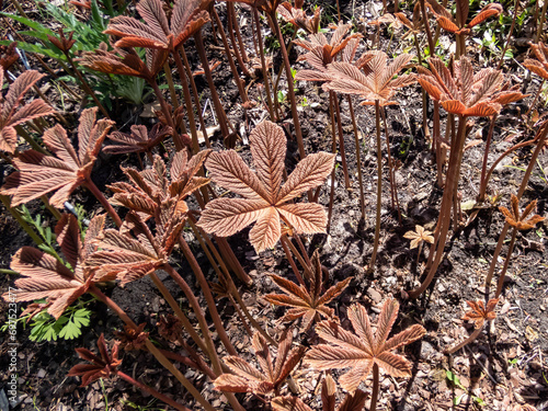 Rodgersia purdomii growing in the garden with handsome, attractively tinted red and brown leaves that are palmately divided photo