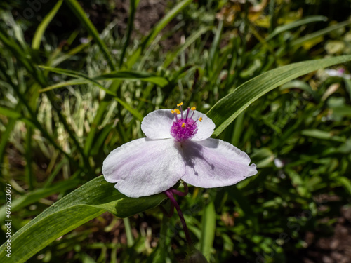 Macro shot of the spiderwort (Tradescantia virginiana or Tradescantia x andersoniana) 'Temptation' flowering with three-petalled soft pink flowers with a pink centre and yellow stamens