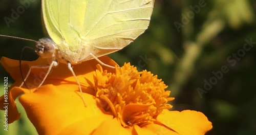 Catopsilia pyranthe Butterfly Feeding On Flower photo