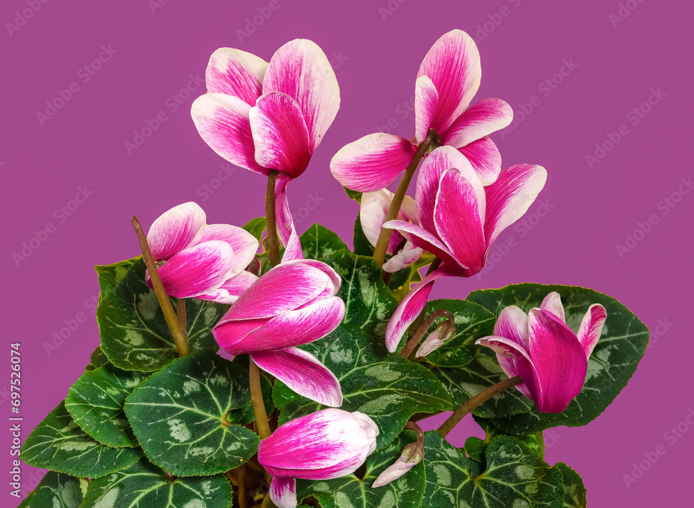 Obraz premium Cyclamen with pink flowers on a pink background