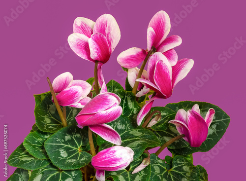 Cyclamen with pink flowers on a pink background