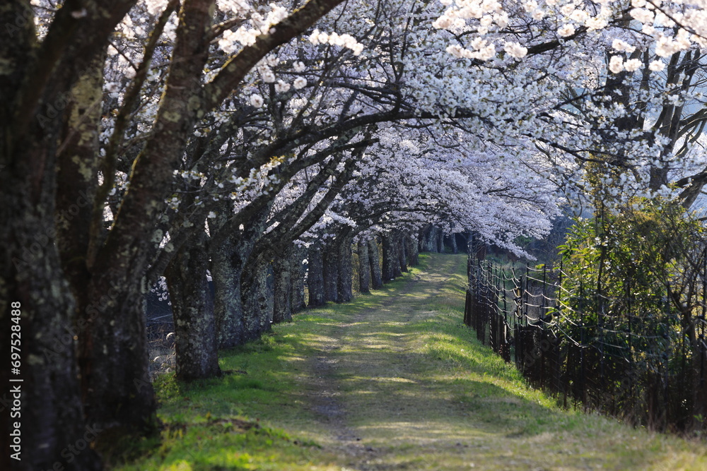 Fototapeta premium 桜のトンネルが続く道