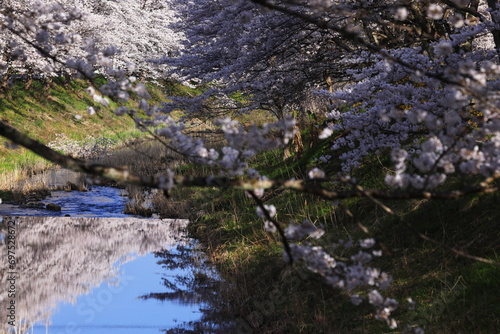Fototapeta Naklejka Na Ścianę i Meble -  水面に映る桜