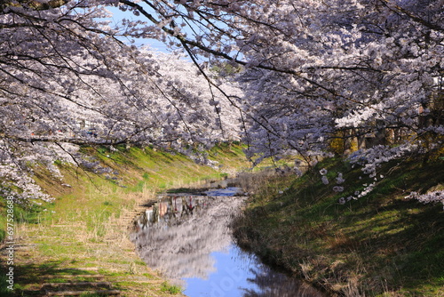 川に映る桜並木