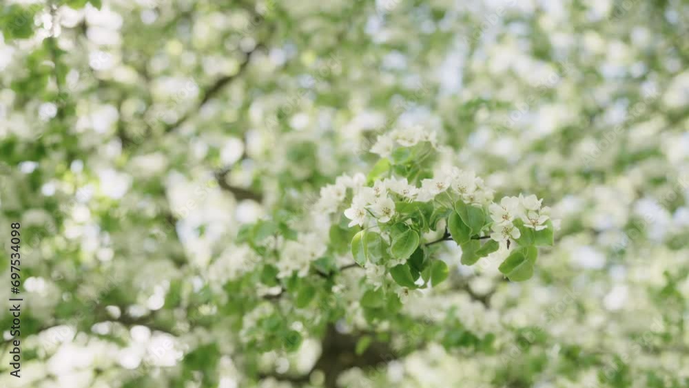 Slow motion blooming apple tree closeup in late spring Slow motion blooming apple tree closeup in late spring