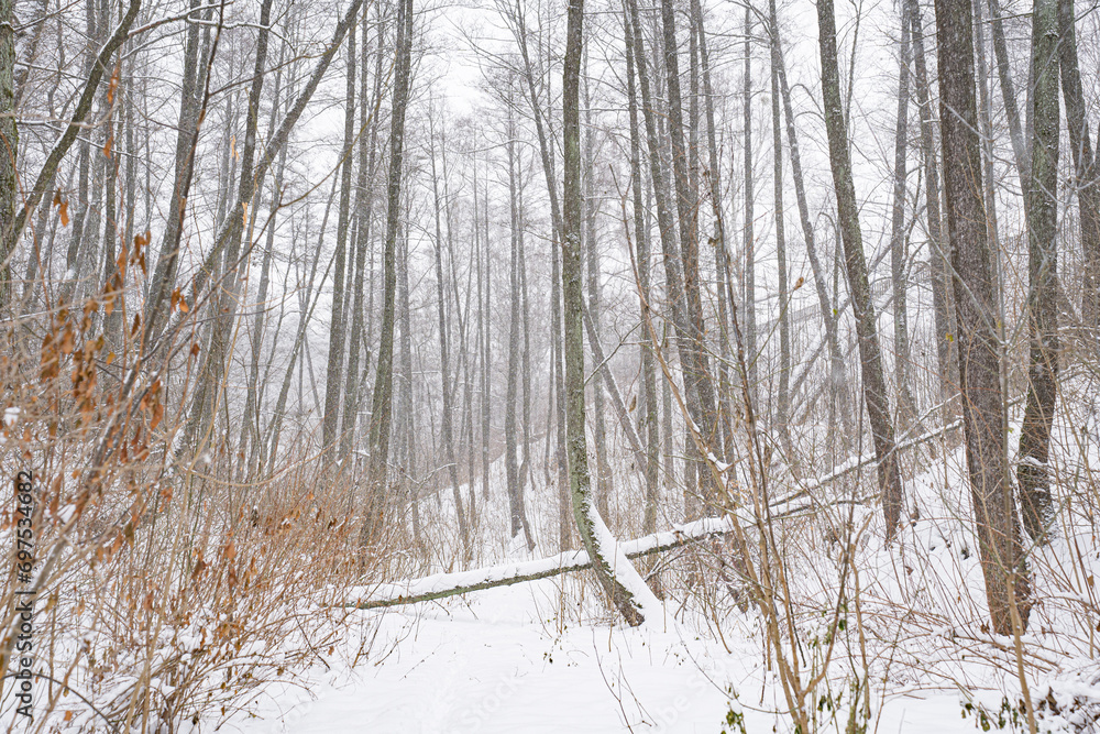 Fototapeta premium Winter snowy forest with fallen old trees under the weight of wet snow in misty snowy forest