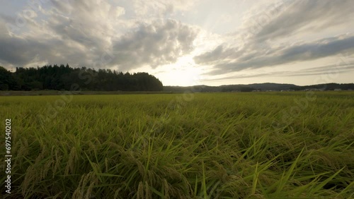 Cinematic wide angle gimbal shot of fall rice fields in Akita prefecture in Japan