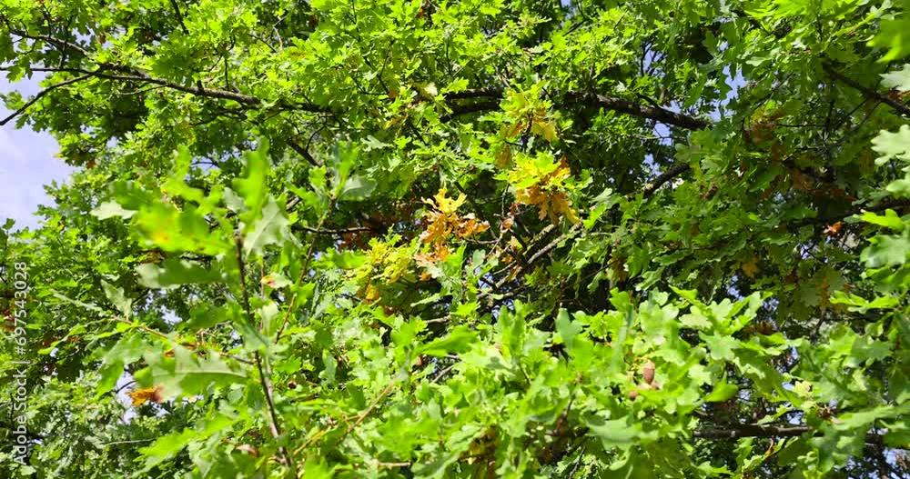 trees in the autumn season in warm sunny weather , changes in nature during autumn leaf fall trees in the autumn season in warm sunny weather , changes in nature during autumn leaf fall