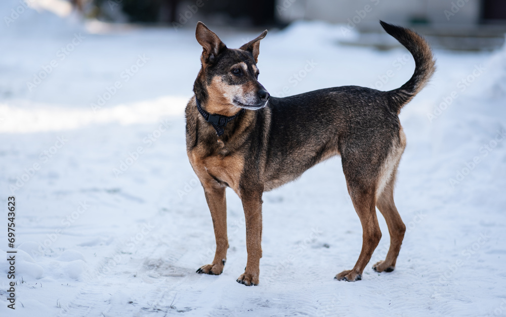 dog in snow dog in snow
