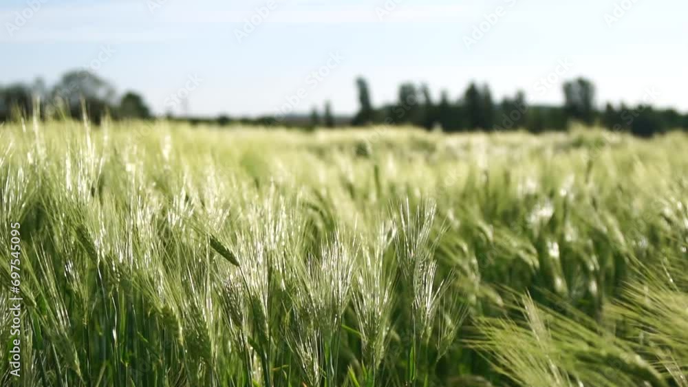 Sunset wheat field. Green wheat sprouts on a field in the rays of sunset, with young shoots at spring. Concept of wheat farming, agriculture and organic eco-bio food production Sunset wheat field. Green wheat sprouts on a field in the rays of sunset, with young shoots at spring. Concept of wheat farming, agriculture and organic eco-bio food production