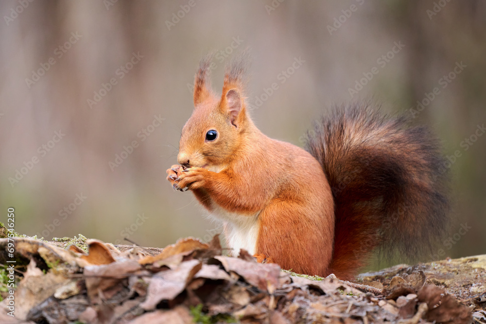 The European red squirrel (Sciurus vulgaris) is a rodent of the Sciuridae family widespread in Europe, but also in Asia. The European red squirrel (Sciurus vulgaris) is a rodent of the Sciuridae family widespread in Europe, but also in Asia.