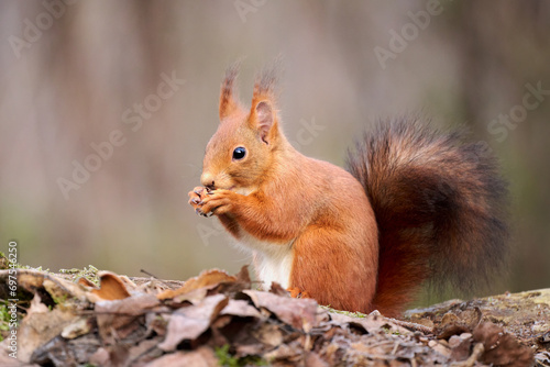 The European red squirrel (Sciurus vulgaris) is a rodent of the Sciuridae family widespread in Europe, but also in Asia. © lucaar