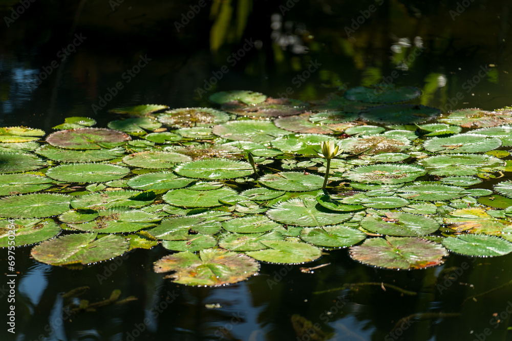 Giant Victoria Regia Leaves Floating Peacefully in a Pond Giant Victoria Regia Leaves Floating Peacefully in a Pond