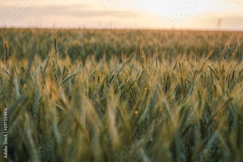 Large field with wheat  wheat field background