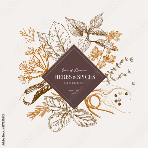 Herbs and spices, culinary illustration for cookbook, spice packaging and recipe sheets. Vintage hand drawn style