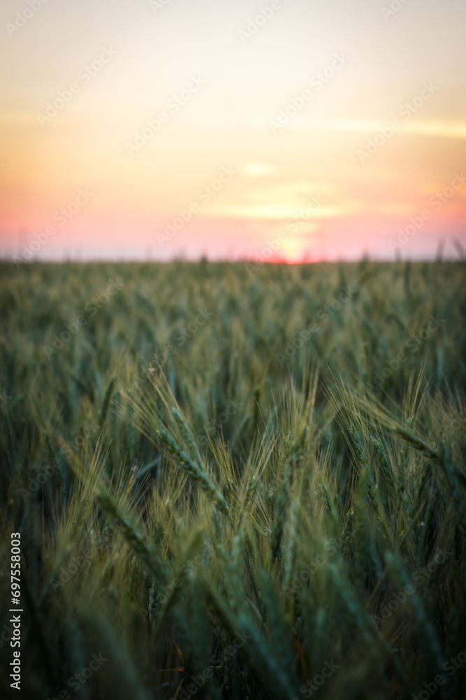 Large field with wheat, wheat field background