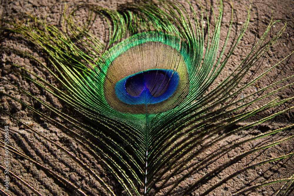 Obraz premium Peacock Feather