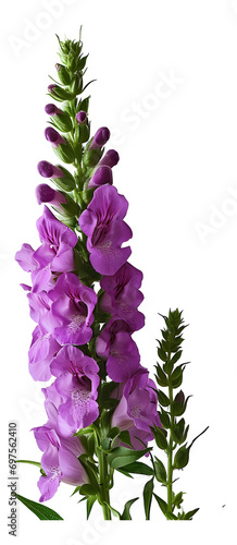 Foxglove flower isolated on white