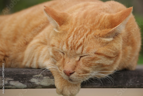 Fototapeta Naklejka Na Ścianę i Meble -  野良猫の寝顔