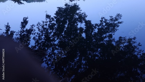 Reflection of leaf branches foliage in still river water