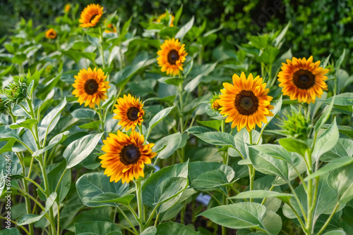 Sunflower inflorescences in fields among green foliage.