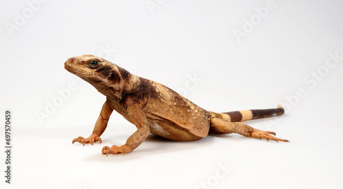 Chuckwalla // Northern Chuckwalla (Sauromalus ater) photo