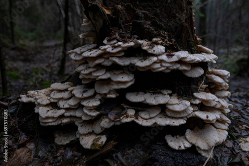 Climacocystis borealis growing on wood photo