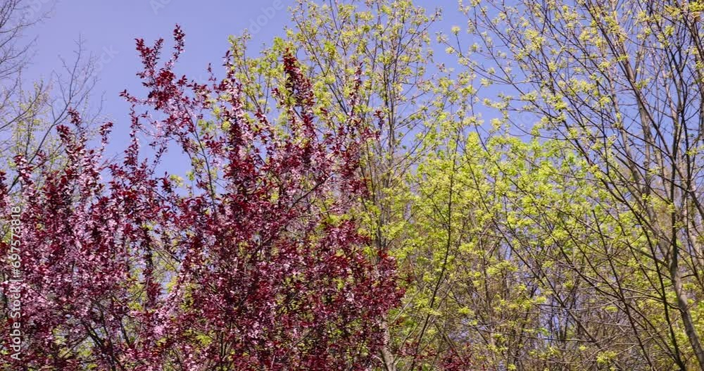 blooming cherry tree with red foliage in the spring season, spring garden with faded red cherry in sunny weather blooming cherry tree with red foliage in the spring season, spring garden with faded red cherry in sunny weather