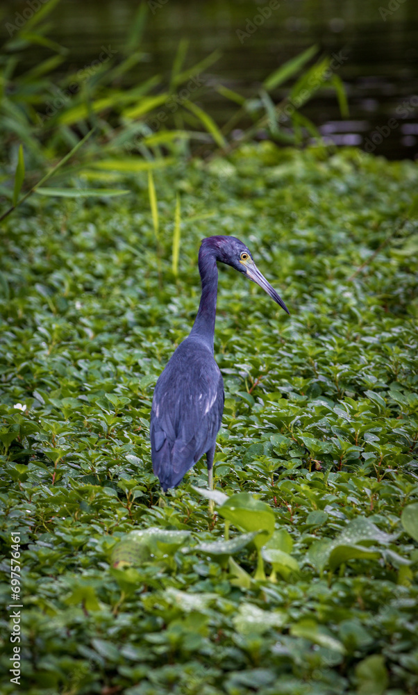 Fototapeta premium Little blue heron (Egretta caerulea) in Tortuguero National Park (Costa Rica)