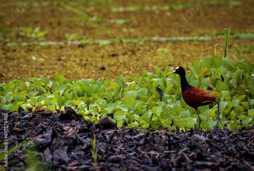 Northern jacana (Jacana spinosa) in Tortuguero National Park (Costa Rica) photo