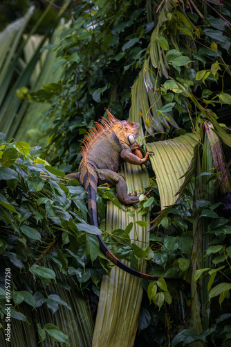 Beautiful adult Green Iguana (Iguana Iguana) in a tree in Tortuguero National Park (Costa Rica)