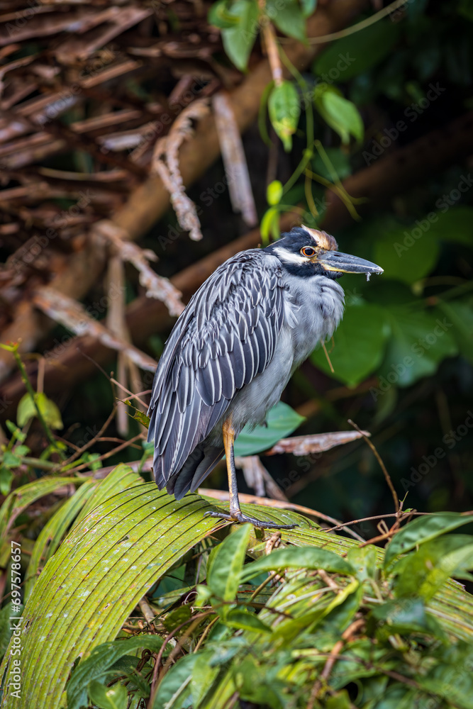 Fototapeta premium Yellow-crowned night heron (Nyctanassa violacea) in Tortuguero National Park (Costa Rica)